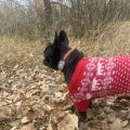Маленький помогатор с которым на прогулках чувствуешь себя спокойнее