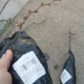 некачественные саженцы