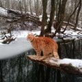Больше не боюсь за своих рыжих