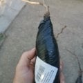 некачественные саженцы