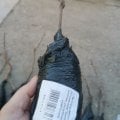 некачественные саженцы
