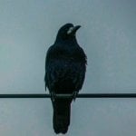 Антон