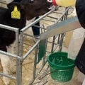 Отзыв о ЭкоНива экскурсии: Удалось покормить теленка из бутылочки!