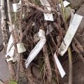 Отзыв о Клуб садоводов-профессионалов: Осторожно Обманщики