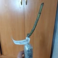 заказ саженцев роз
