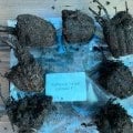 Отзыв о МойСадовод: торгаши гнили