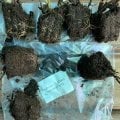 Отзыв о МойСадовод: торгаши гнили