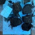 Отзыв о МойСадовод: торгаши гнили