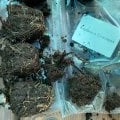 Отзыв о МойСадовод: торгаши гнили