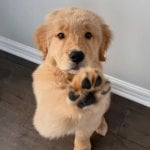 Алина Федотова